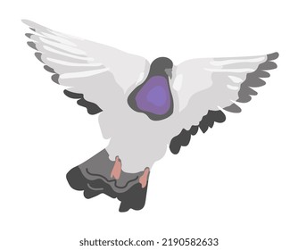 Flying gray dove isolated on white background. Grey bird in front view with open wings. Vector illustration in hand drawn flat cartoon style 