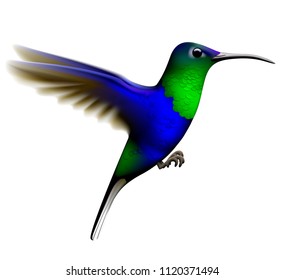 Flying green and blue hummingbird isolated on white background. Vector illustration