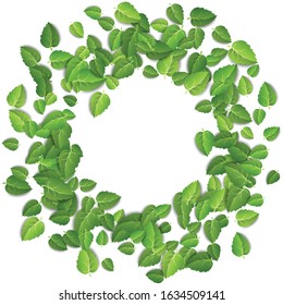 Flying green leaves on white background. Spring leaf round pattern on isolated backdrop. Fall fresh leaves plant. Vector illustration