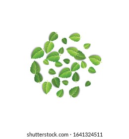 Flying green leaves on white background. Spring leaf pattern on isolated backdrop. Fall fresh leaves plant. Vector illustration