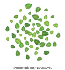 Flying green leaves on white background. Spring leaf pattern on isolated backdrop. Fall fresh leaves plant. Vector illustration