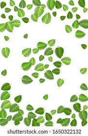 Flying green leaves on white background. Spring leaf vertical pattern on isolated backdrop. Fall fresh leaves plant. Vector illustration closeup