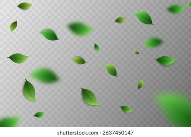 Flying green leaves.Fresh summer plant pattern.Vector illustration.On a transparent background.