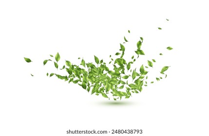 Hojas voladoras de té verde. Salpicadura de hojas verdes. Hojas verdes en movimiento sobre un fondo blanco