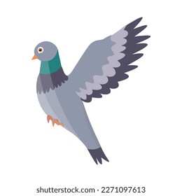 Flying grey pigeon on white background