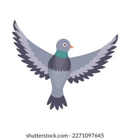 Flying grey pigeon on white background