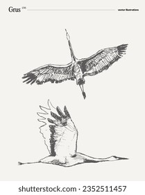 Flying grus bird realistic hand drawn vector illustration, sketch