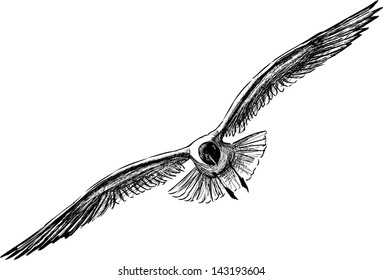 flying gull