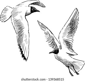 flying gulls