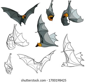 Flying and hanging bats in different poses, vector graphics