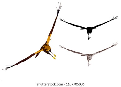 Flying hawk. Hawk attack. Realistic vector bird. White background.
