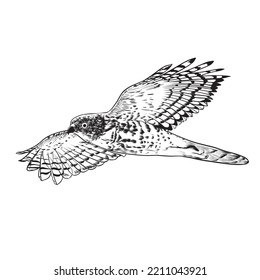 Flying hawk drawing isolated on white background . Black and white Vector illustration 