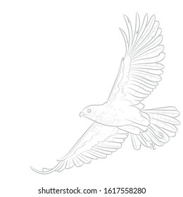 Flying hawk. Line drawing. Vector illustration.