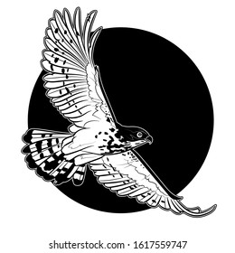 Flying Hawk On Background With Black Circle. Black And White Illustration. Vector.