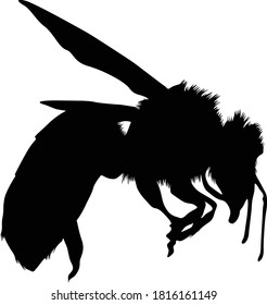 Flying Honey Bee (Apis) On a Side View Silhouette Found In All Around The World. Good To Use For Element Print Book, Animal Book and Animal Content