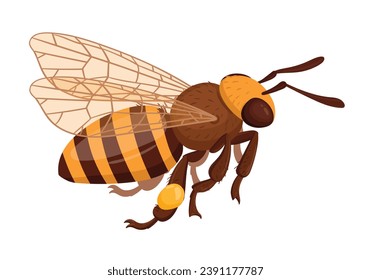 Flying honey bee. Cartoon cute bumblebee insect. Winged honey bee mascot isolated flat vector illustration on white background