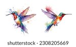 flying hummingbird or colibri bird watercolor hand paint vector set art