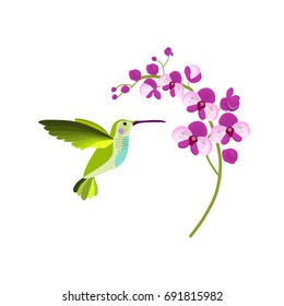 Flying hummingbird drinking nectar from orchid flower. Vector illustration.