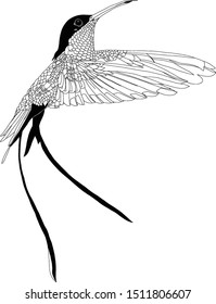 Flying hummingbird hand drawn vector graphic illustration