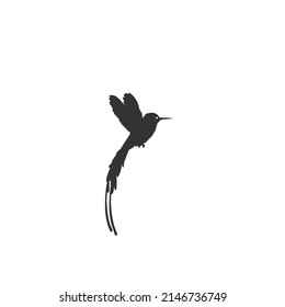 Flying hummingbird icon flat sign vector. Colibri icon