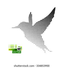Flying hummingbird or logo template. Vector