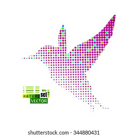 Flying hummingbird or logo template. Vector