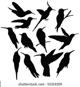 flying hummingbird silhouettes - vector