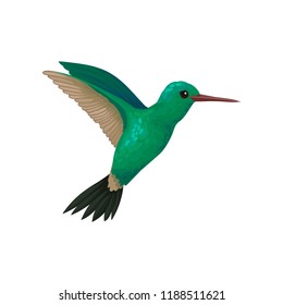 Flying hummingbird, tiny colibri with bright turquoise plumage vector Illustration on a white background