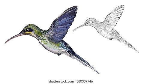 flying hummingbird vector image