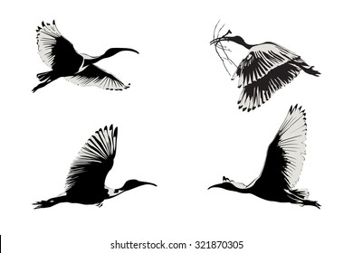 6,169 Flying Ibis Images, Stock Photos & Vectors | Shutterstock