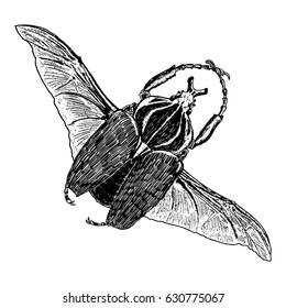 Flying insect, bug with wings, scarab beetle. Vintage old hand drawn stippling and hatching, shading style. Engraved stipple woodcut. Vector.
