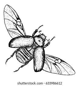 Flying insect, bug with wings, scarab beetle. Vintage old hand drawn stippling and hatching, shading style. Engraved stipple woodcut. Vector.