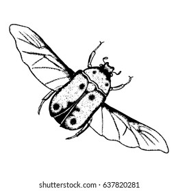 Flying insect, bug with wings, scarab beetle. Vintage old hand drawn stippling and hatching, shading style. Engraved stipple woodcut. Vector.
