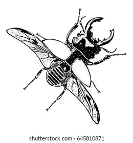 Flying insect, bug with wings, scarab beetle. Vintage old hand drawn stippling and hatching, shading style. Engraved stipple woodcut. Vector.