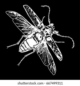 Flying insect, bug with wings, scarab beetle. Vintage old hand drawn stippling and hatching, shading style. Engraved stipple woodcut. Vector.