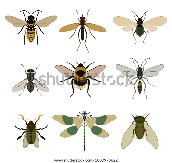 飛ぶ昆虫セット リアルなハエ害虫 トンボ クマバチ スズメバチ 羽のアイコン 飛翔虫採集 自然のベクターイラスト のベクター画像素材 ロイヤリティフリー