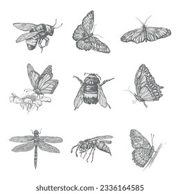 Flying insects illustration, Insects set