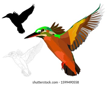 Flying Kingfisher. Vector image. White background.