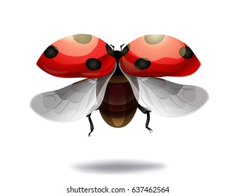 Flying Ladybug On White Background. Vector Illustration