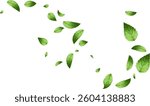 flying leaf and mint leaves isolated on white background vector realistic illustration. Leaves Green Falling
