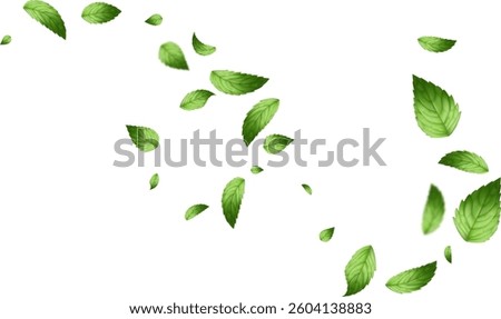 flying leaf and mint leaves isolated on white background vector realistic illustration. Leaves Green Falling
