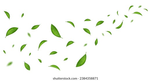 Hojas voladoras. Hojas realistas verdes aisladas en blanco, viento, aire fresco de primavera limpio, té fresco de la naturaleza en caída libre, árbol de alimentos, fondo de pancartas veganas, hierbas orgánicas frescas. Fondo del vector