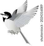 Flying little bird White Wagtail vector illustration