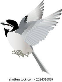 Flying little bird White Wagtail vector illustration