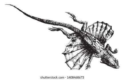 Flying lizard uses their wings like a parachute when they throw themselves upon their prey from the tops of trees, vintage line drawing or engraving illustration.