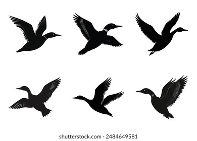 flying Loon color silhouette Vector illustration   