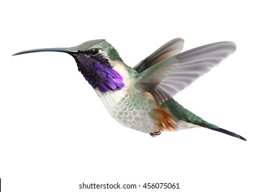 Flying Lucifer Hummingbird - Calothorax lucifer.
Hand drawn vector illustration of a hovering male Lucifer hummingbird with iridescent magenta-purple throat patch on transparent background.
