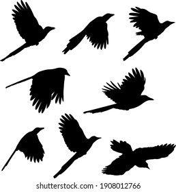 flying magpie silhouettes - vector illustration