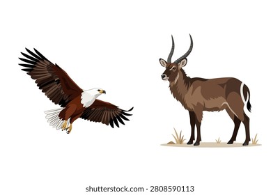Flying majestic bald eagle and african waterbuck antelope vector set isolated on plain background.