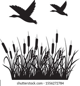 Flying mallard duck and reeds vector illustration